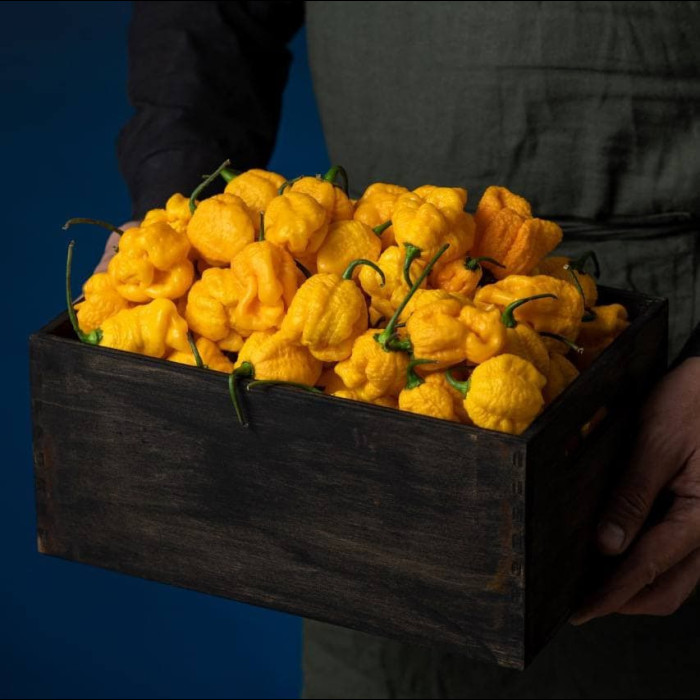 7 Pot Brain Strain yellow свіжий перець