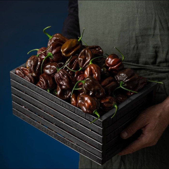 Habanero Chocolate свіжий перець 