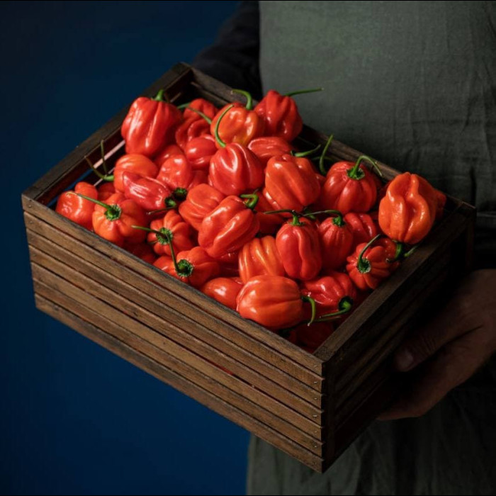 Habanero Red свіжий перець 