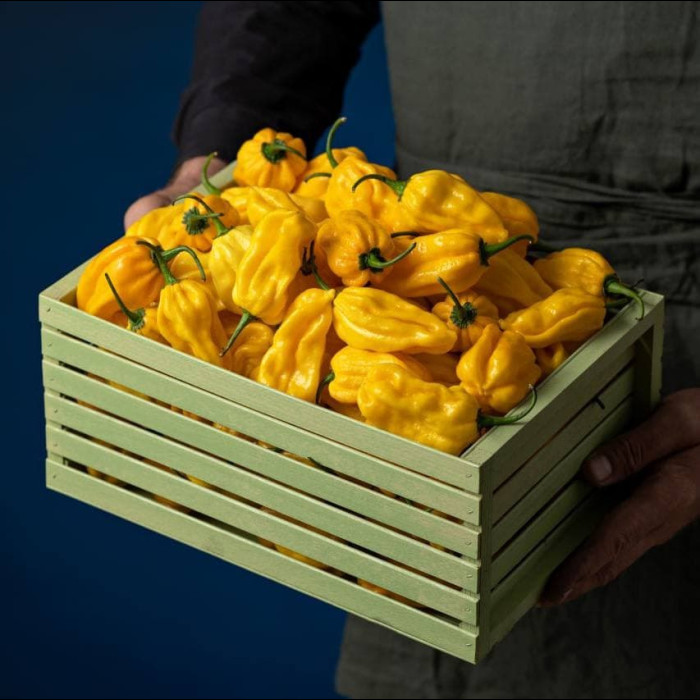 Habanero Yellow свіжий перець