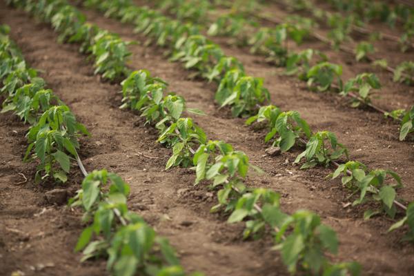 Ферма Вогняр 1